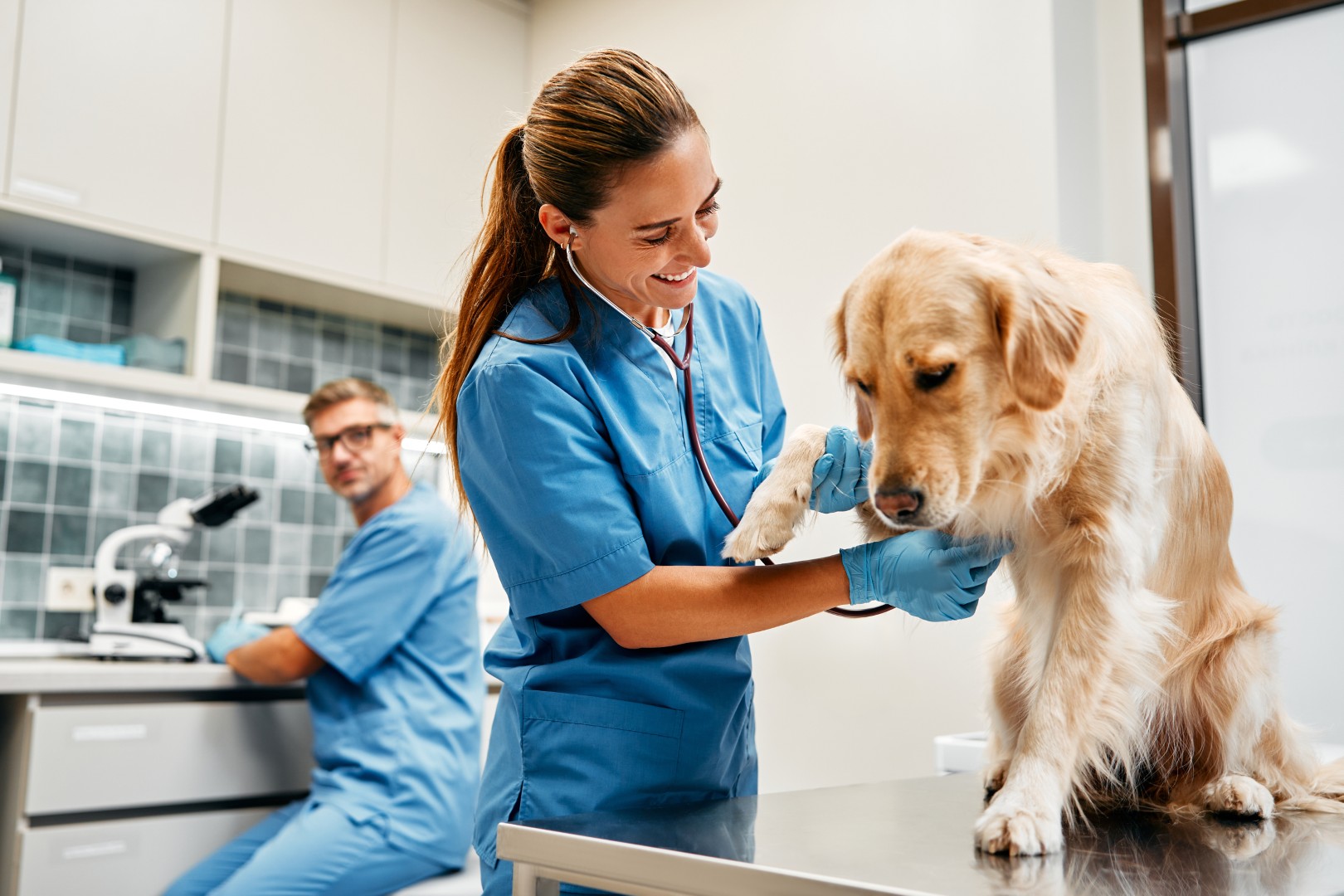 Vet working with pet