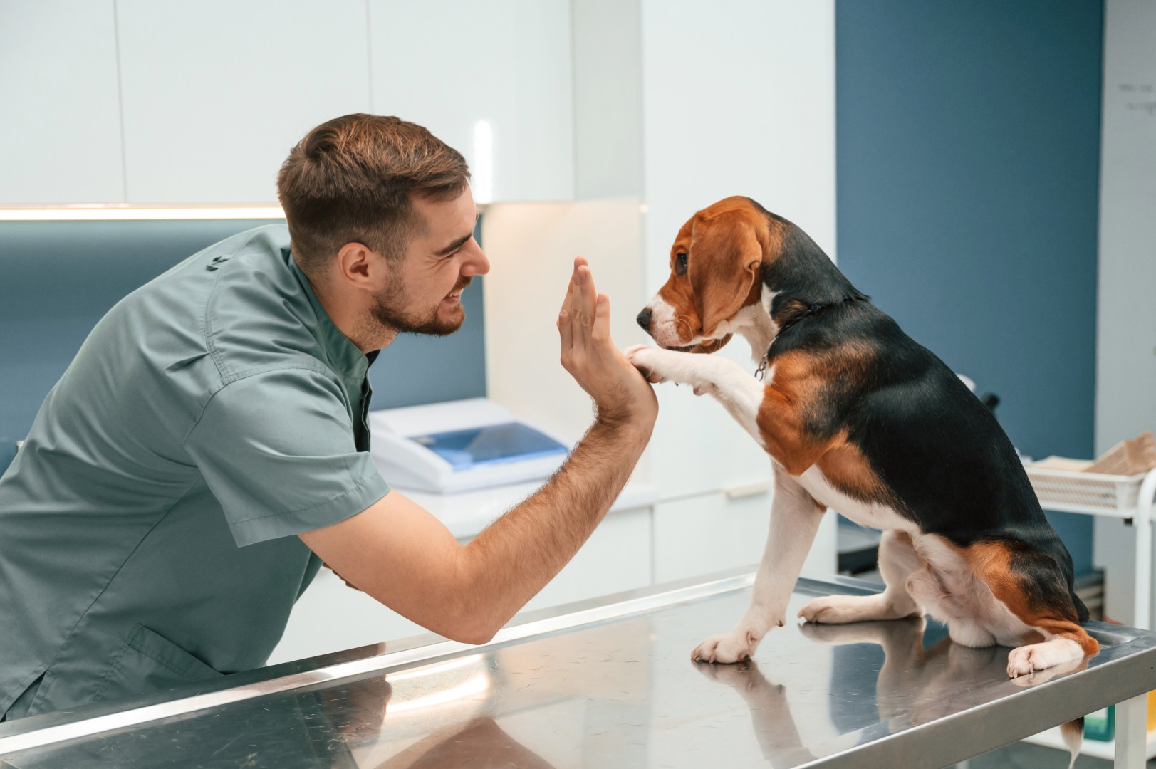 Vet working with pet
